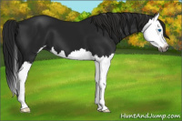 Horse Color:Gray Black Sabino Splash