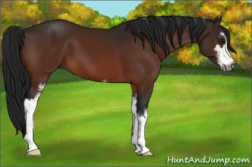 Horse Color:Gray Bay Sabino