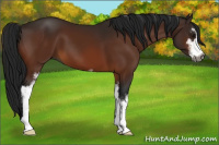 Horse Color:Gray Bay Sabino