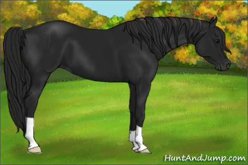 Horse Color:Gray Black