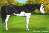 Horse Color:Gray Black Splash
