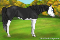 Horse Color:Gray Black Splash