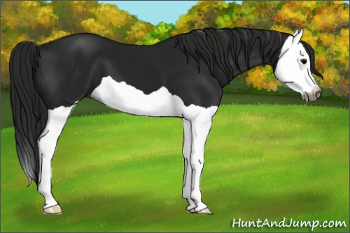 Horse Color:Gray Black Splash 