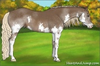 Horse Color:Liver Chestnut Splash