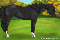 Horse Color:Gray Black 