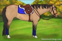 Horse Color:Bay Dun