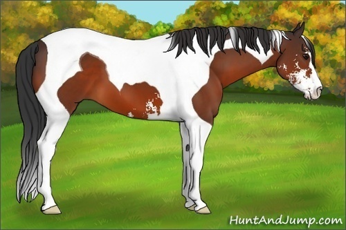 Horse Color:Bay Sabino Tobiano