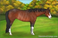 Horse Color:Bay Sabino Rabicano 