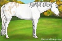 Horse Color:Cremello Snowflake Varnish 