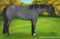 Horse Color:Blue Roan 