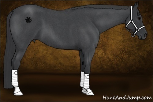 Horse Color:Blue Roan