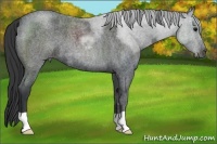 Horse Color:Blue Roan 