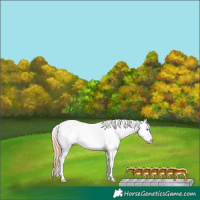 Horse Color:Buckskin Pearl Dun Sabino Splash Appaloosa 