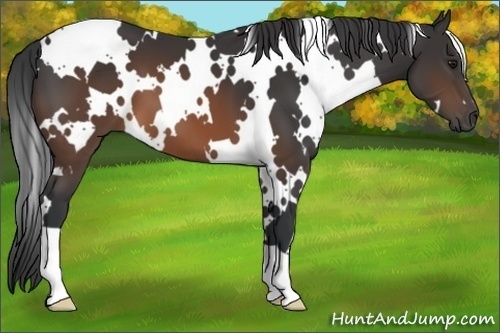 Horse Color:White Spotted Brown