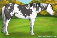 Horse Color:White Spotted Black Splash