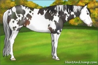 Horse Color:White Spotted Brown Splash 