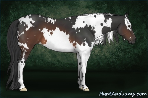 Horse Color:White Spotted Brown 