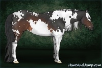 Horse Color:White Spotted Brown 