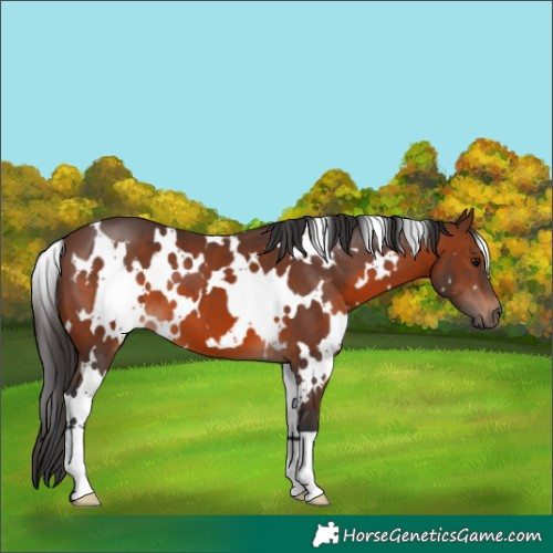 Horse Color:White Spotted Brown 