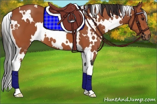 Horse Color:White Spotted Bay 