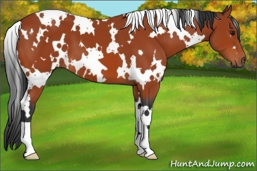 Horse Color:White Spotted Bay