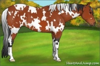 Horse Color:White Spotted Bay 