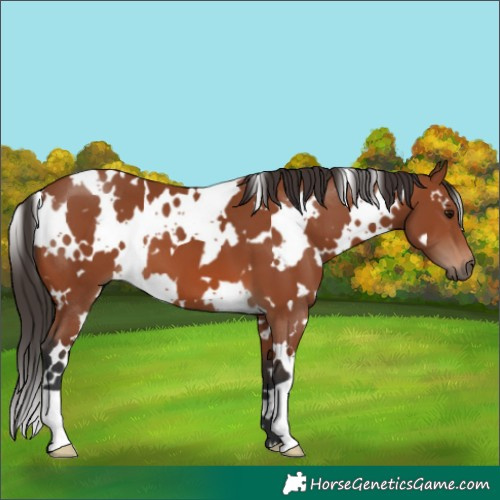 Horse Color:White Spotted Bay 