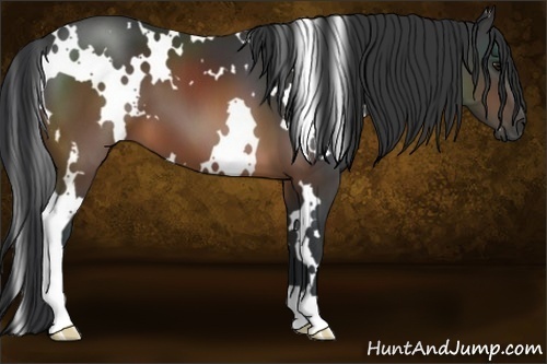 Horse Color:White Spotted Brown 
