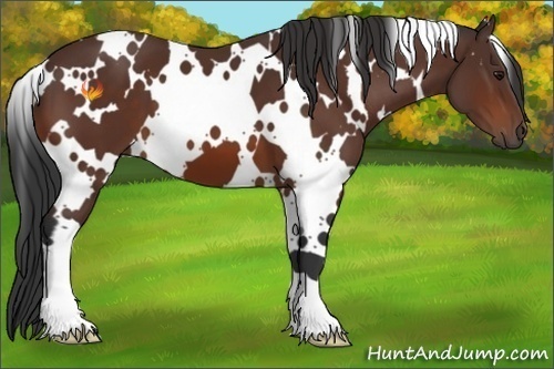 Horse Color:White Spotted Brown 