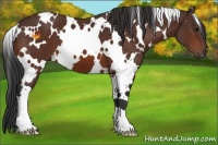 Horse Color:White Spotted Brown 