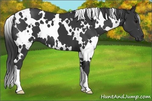 Horse Color:White Spotted Black