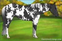 Horse Color:White Spotted Black 