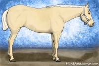 Horse Color:Palomino