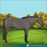 Horse Color:Grullo 