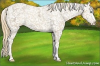 Horse Color:Smoky Creme Ice Snowflake Varnish