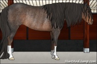 Horse Color:Liver Chestnut Rabicano 