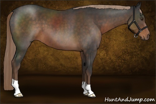 Horse Color:Liver Chestnut