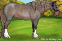Horse Color:Liver Red Roan 