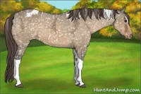 Horse Color:Buckskin Ice Dun Sabino Tobiano Appaloosa