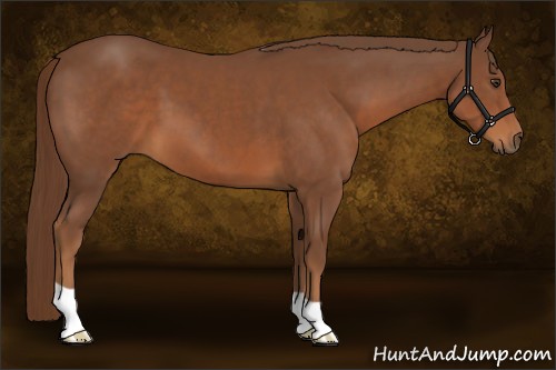 Horse Color:Chestnut 