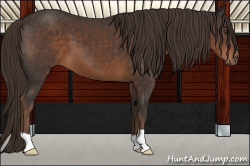 Horse Color:Liver Chestnut 