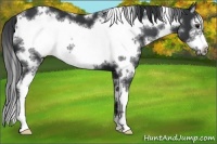 Horse Color:White Spotted Black Sabino Frame 