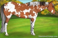Horse Color:White Spotted Bay 