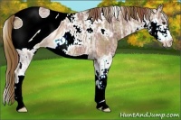 Horse Color:ERROR: UNKNOWN ANOMALY