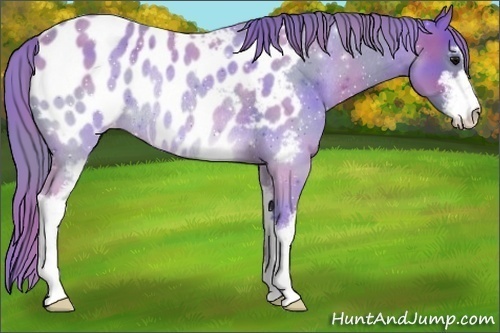 Horse Color:ERROR: UNKNOWN ANOMALY