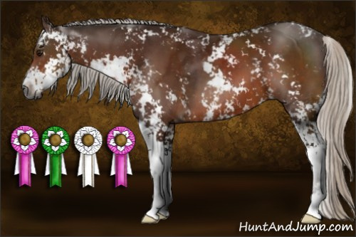 Horse Color:Gray Silver Bay Sabino 