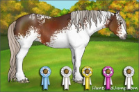 Horse Color:Gray White Spotted Silver Bay Sabino