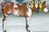 Horse Color:Gray Silver Bay Sabino