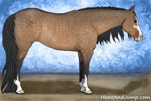 Horse Color:Brown Dun Sabino Rabicano