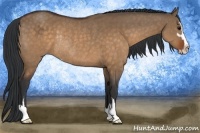 Horse Color:Brown Dun Sabino Rabicano 